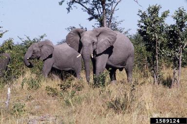 African Elephant, Loxodonta africana  (Proboscidea: Elephantidae) - 1589124