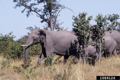 African Elephant, Loxodonta africana  (Proboscidea: Elephantidae) - 1589126