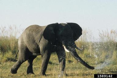 African Elephant, Loxodonta africana  (Proboscidea: Elephantidae) - 1589142