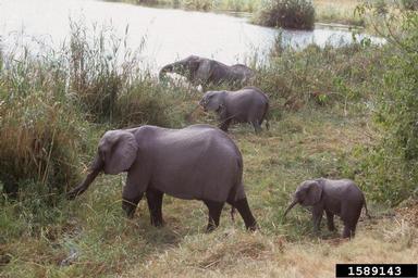 African Elephant, Loxodonta africana  (Proboscidea: Elephantidae) - 1589143