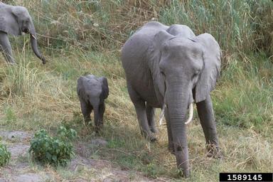 African Elephant, Loxodonta africana  (Proboscidea: Elephantidae) - 1589145