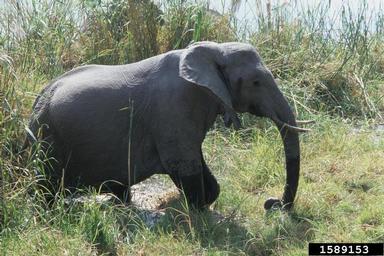 African Elephant, Loxodonta africana  (Proboscidea: Elephantidae) - 1589153