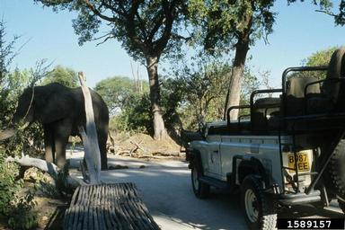 African Elephant, Loxodonta africana  (Proboscidea: Elephantidae) - 1589157