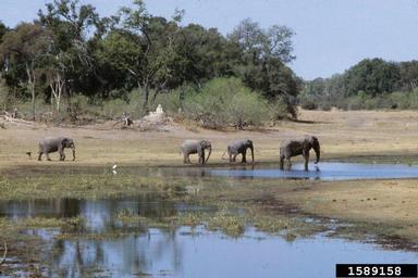 African Elephant, Loxodonta africana  (Proboscidea: Elephantidae) - 1589158