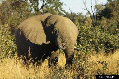African Elephant, Loxodonta africana  (Proboscidea: Elephantidae) - 1589162