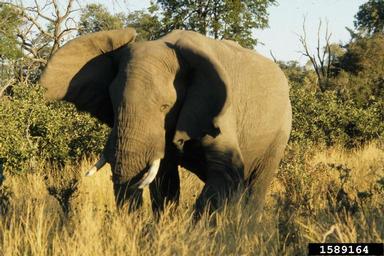 African Elephant, Loxodonta africana  (Proboscidea: Elephantidae) - 1589164