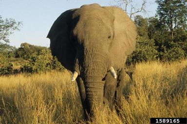 African Elephant, Loxodonta africana  (Proboscidea: Elephantidae) - 1589165