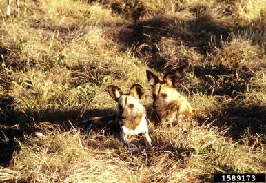 African wild dog, Lycaon pictus  (Carnivora: Canidae) - 1589173