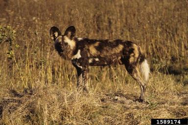 African wild dog, Lycaon pictus  (Carnivora: Canidae) - 1589174