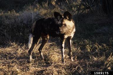 African wild dog, Lycaon pictus  (Carnivora: Canidae) - 1589175