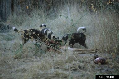 African wild dog, Lycaon pictus  (Carnivora: Canidae) - 1589180