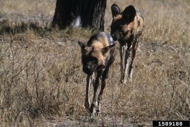 African wild dog, Lycaon pictus  (Carnivora: Canidae) - 1589188