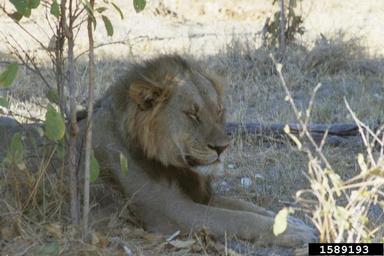 lion, Panthera leo  (Carnivora: Felidae) - 1589193