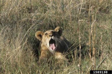 lion, Panthera leo  (Carnivora: Felidae) - 1589198