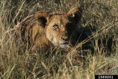 lion, Panthera leo  (Carnivora: Felidae) - 1589201