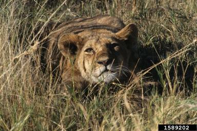 lion, Panthera leo  (Carnivora: Felidae) - 1589202
