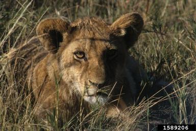 lion, Panthera leo  (Carnivora: Felidae) - 1589206