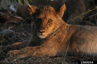 lion, Panthera leo  (Carnivora: Felidae) - 1589209