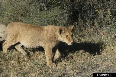 lion, Panthera leo  (Carnivora: Felidae) - 1589210