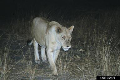 lion, Panthera leo  (Carnivora: Felidae) - 1589217