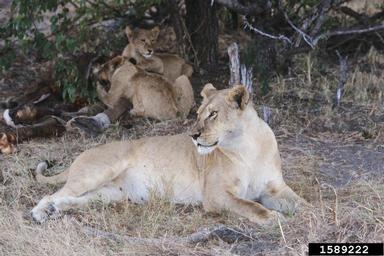 lion, Panthera leo  (Carnivora: Felidae) - 1589222