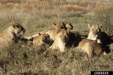 lion, Panthera leo  (Carnivora: Felidae) - 1589225