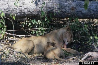 lion, Panthera leo  (Carnivora: Felidae) - 1589228