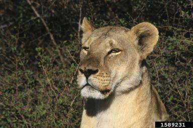 lion, Panthera leo  (Carnivora: Felidae) - 1589231