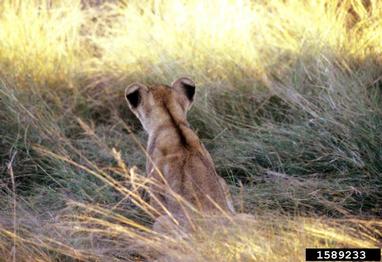 lion, Panthera leo  (Carnivora: Felidae) - 1589233
