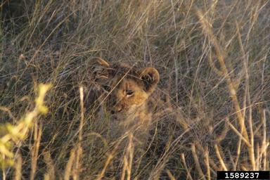 lion, Panthera leo  (Carnivora: Felidae) - 1589237