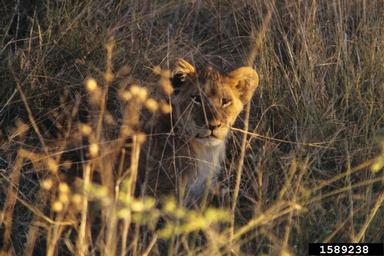 lion, Panthera leo  (Carnivora: Felidae) - 1589238
