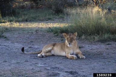 lion, Panthera leo  (Carnivora: Felidae) - 1589239