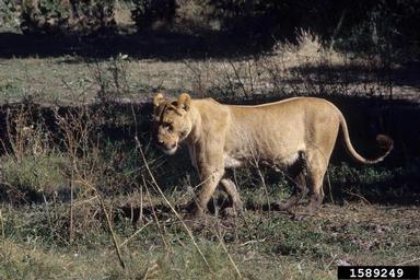 lion, Panthera leo  (Carnivora: Felidae) - 1589249