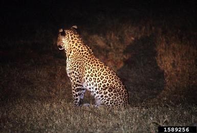 leopard, Panthera pardus  (Carnivora: Felidae) - 1589256