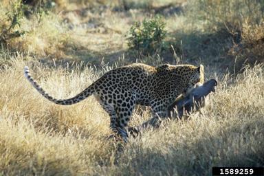 leopard, Panthera pardus  (Carnivora: Felidae) - 1589259