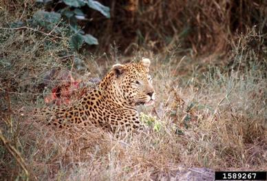 leopard, Panthera pardus  (Carnivora: Felidae) - 1589267