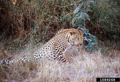 leopard, Panthera pardus  (Carnivora: Felidae) - 1589268