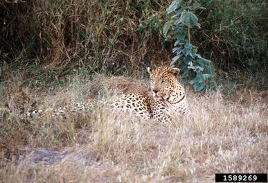 leopard, Panthera pardus  (Carnivora: Felidae) - 1589269