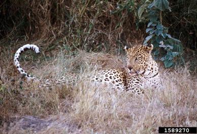 leopard, Panthera pardus  (Carnivora: Felidae) - 1589270