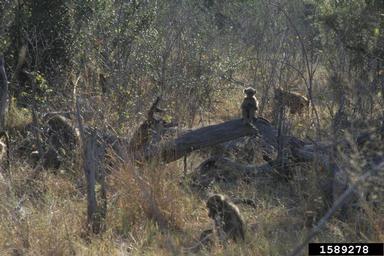 chacma baboon, Papio ursinus  (Primates: Cercopithecidae) - 1589278