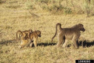chacma baboon, Papio ursinus  (Primates: Cercopithecidae) - 1589280