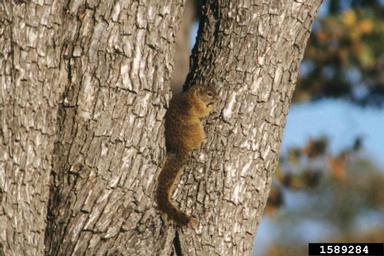 smith's bush squirrel, Paraxerus cepapi  (Rodentia: Sciuridae) - 1589284