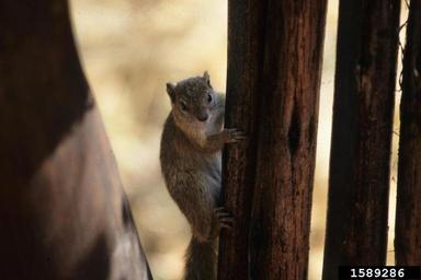 smith's bush squirrel, Paraxerus cepapi  (Rodentia: Sciuridae) - 1589286
