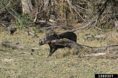 savanna warthog, Phacochoerus africanus  (Artiodactyla: Suidae) - 1589307