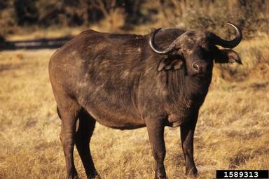 cape buffalo, Syncerus caffer  (Artiodactyla: Bovidae) - 1589313