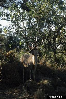 greater kudu, Tragelaphus strepsiceros  (Artiodactyla: Bovidae) - 1589319