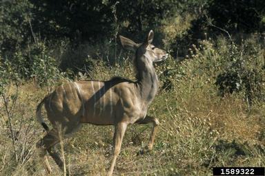 greater kudu, Tragelaphus strepsiceros  (Artiodactyla: Bovidae) - 1589322