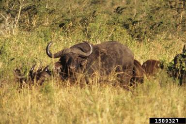 cape buffalo, Syncerus caffer  (Artiodactyla: Bovidae) - 1589327
