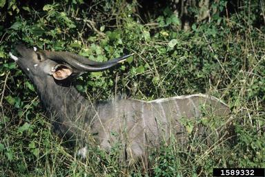 nyala, Tragelaphus angasii  (Artiodactyla: Bovidae) - 1589332