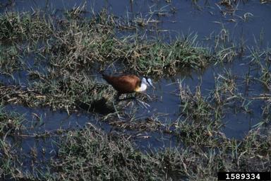 African jacana, Actophilornis africanus  (Ciconiiformes: Jacanidae) - 1589334